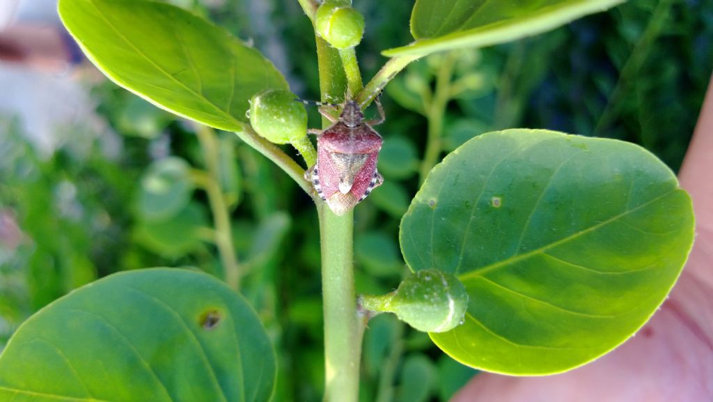 Pentatomidae: Dolycoris baccarum delle Puglie (BR)